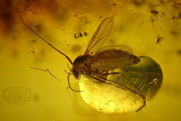 Detailed Female Fossil Fly (Chironomidae) In Baltic Amber #170056